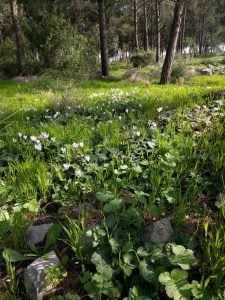Horashim Forest